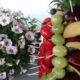 dekoracje owocowe, owocowy ananas, owoce na impreze, fruit carving, food art,